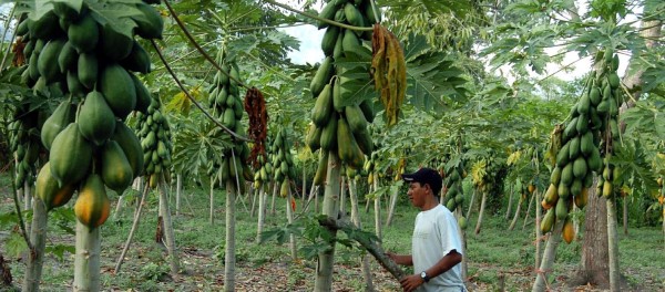 Cooperación externa superó los L11,300 millones este año