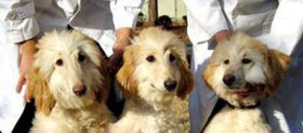 Científico dice haber clonado una perra