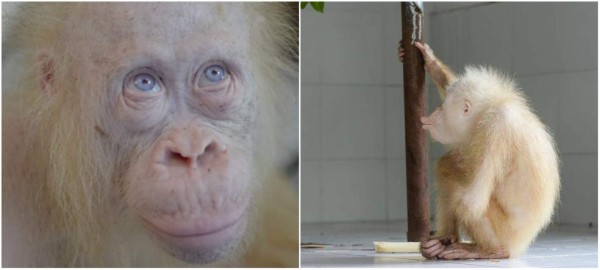 Orangutana albina recibe el nombre de 'Alba'