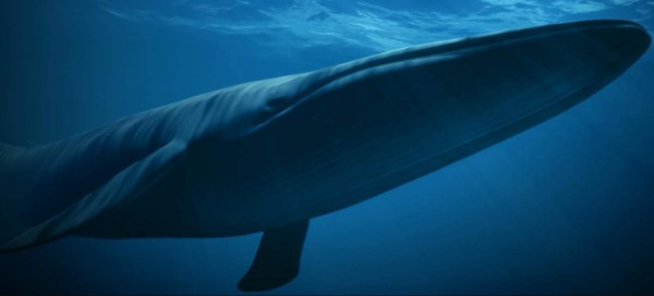 Insólito: Hallan restos de una ballena con cuatro patas en Perú