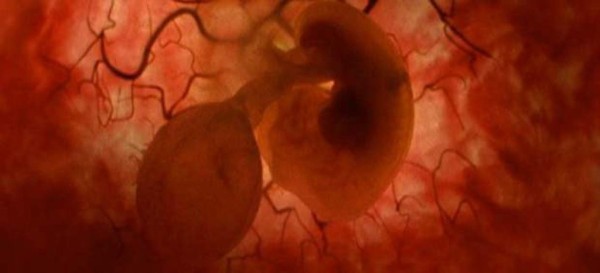 Investigadores de EUA logran modificar genéticamente embriones humanos