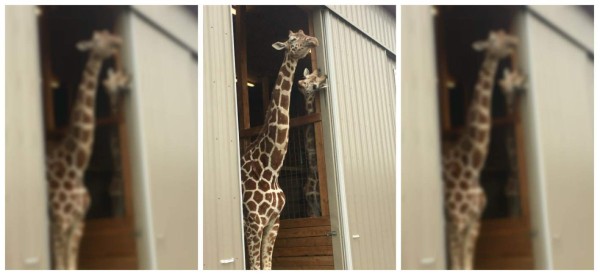 April, la jirafa más famosa en las redes sociales