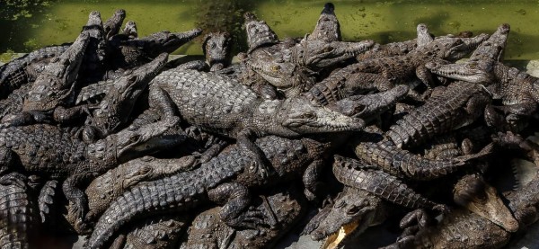 Fiscalía del Ambiente no encuentra delito por muerte de cocodrilos
