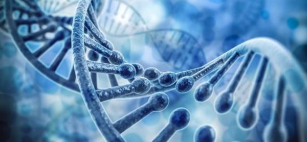 Los genes de la gente de baja estatura los hacen más susceptibles a desarrollar enfermedades cardiacas