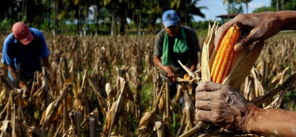Unos L5,188 millones mueve el sector de granos básicos en Honduras