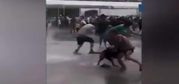 Pitbull muerde a niña en plaza pública de Iztacalco