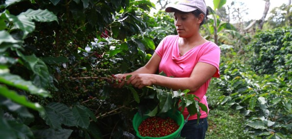 Urge contratar a 500 mil cortadores de café