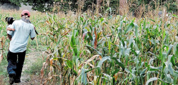 A revivir la siembra de maíz en el Valle