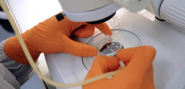 Reino Unido otorga su primera licencia para manipular embriones humanos