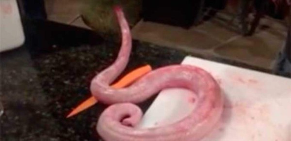 Serpiente 'revive” cuando están a punto de cocinarla