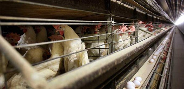 México detecta y cierra dos focos de influenza aviar en el centro del país