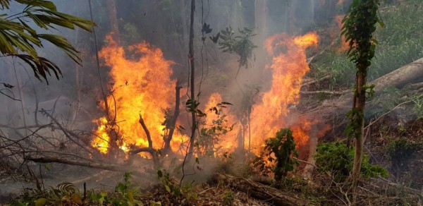 Incendios acaban con los bosques en zonas protegidas de Honduras