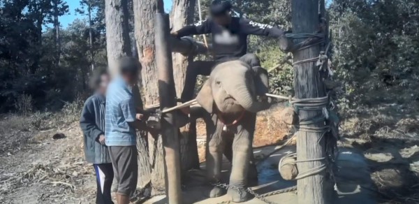 Video viral: El cruel adiestramiento de los elefantes explotados por el turismo en Tailandia