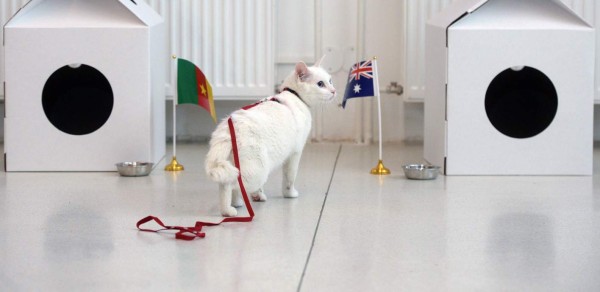 Aquiles, el gato pronosticador de Rusia 2018