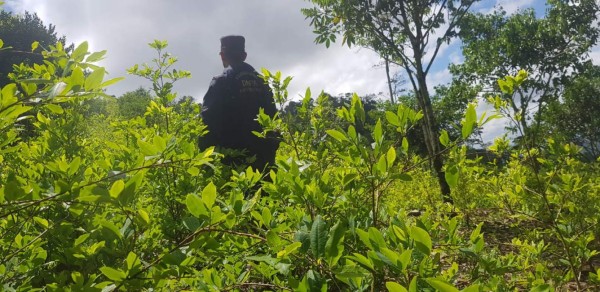 Carteles de Colombia y México están produciendo coca en Colón