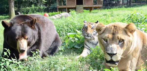 Amistad entre una leona, oso y tigre