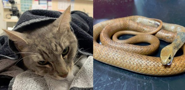 ¡Héroe! Arthur, el gato que murió por salvar a dos niños de una serpiente venenosa