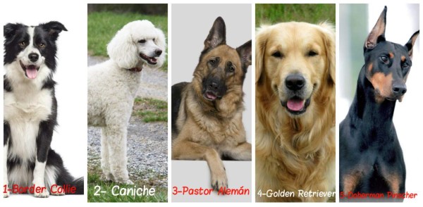 Las 10 razas de perro más inteligentes