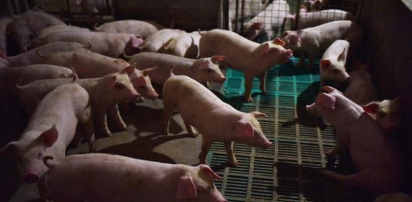 La peste porcina africana se convierte en una amenaza para América