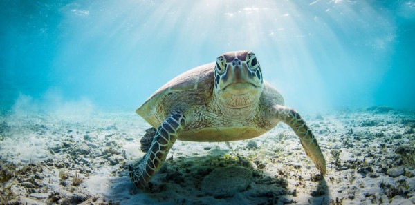 La brújula interna de las tortugas marinas