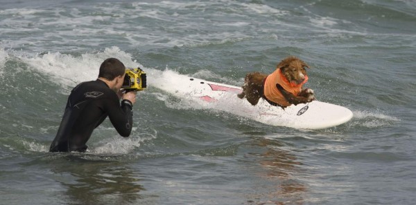 Perros surfistas invaden las playas