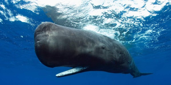 El cachalote, rey del océano
