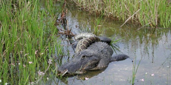 Caimán casi le amputa la mano a una mujer en Florida