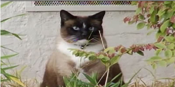 Capturan a gato ladrón en California con las garras en la masa