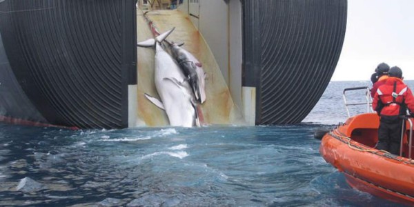 Pesqueros japoneses capturaron 122 ballenas preñadas