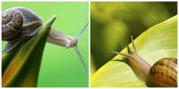 ¿Para qué sirve la baba de caracol?