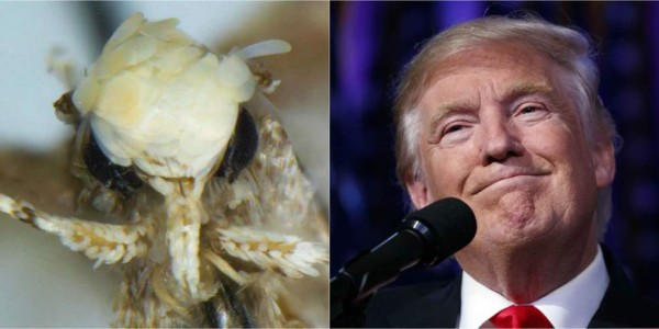 Nombran una polilla en honor a Donald Trump