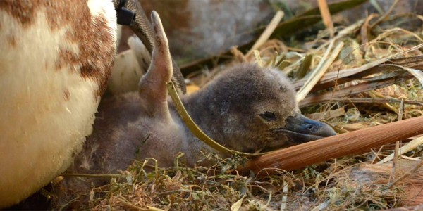 Nacen dos pingüinos por inseminación artificial en Japón