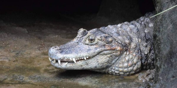Cocodrilo con miembro pequeño nunca podrá tener crías