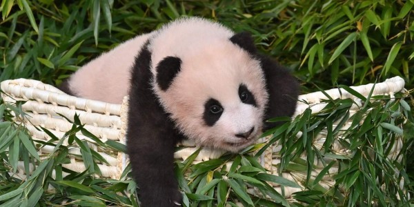 Viral: Video de un bebé panda aferrándose a su cuidador causa ternura en redes