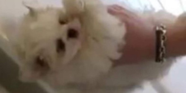 Video: limpia su carro con un perrito y las redes explotan en furia