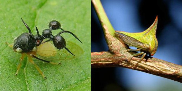Los insectos más extraños del mundo&nbsp;&nbsp;