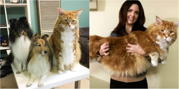 El gato más largo del mundo