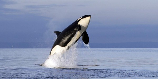 Orcas, las cazadoras más inteligentes