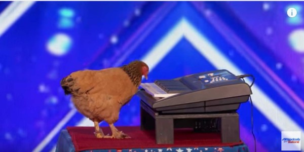 Gallina sorprende al jurado de America’s Got Talent