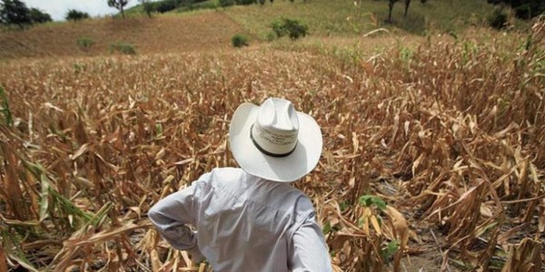 El cambio climático y sequía aumentan incendios en Honduras, alerta experta  