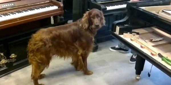 El perro pianista y cantante