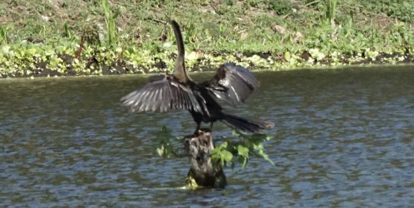 Ruta 504: Choloma, un encanto entre laguna, vegetación y ríos