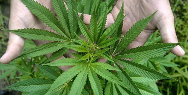 La cannabis podría funcionar como factor en prevención de diabetes, dice experto