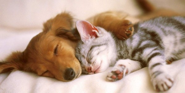 Conoce el lenguaje de las mascotas