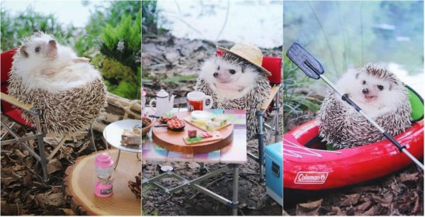 Azuki, el erizo más famoso