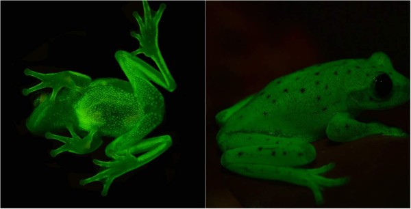 La rana que brilla en la oscuridad