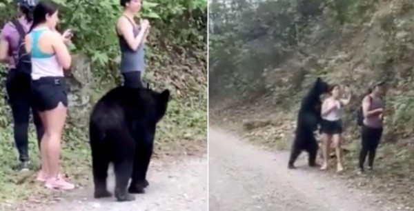 Video viral: oso sorprende y olfatea a una turista; la víctima se toma una selfie con el animal