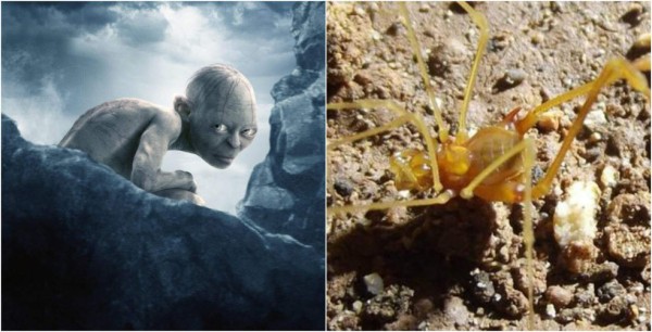 Araña recibe nombre del personaje Smeagol