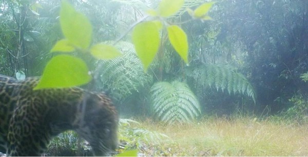 En 2017, la fundación Panthera compartió el video de un jaguar en Pico Bonito.