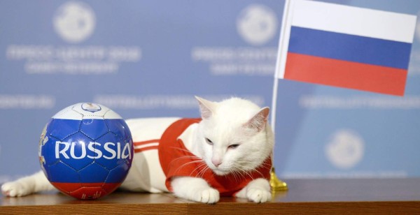El gato Aquiles predice que Rusia ganará en su debut mundialista